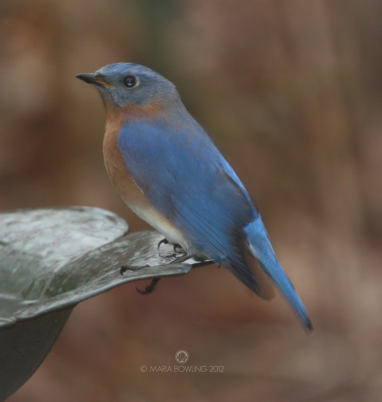 Pretty Medicine Blue Bird Medicine