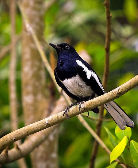 Burung Kacer Atau Kucica Kampung Nama Nama Burung