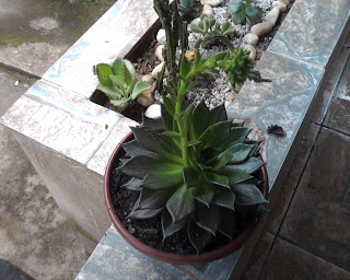 Planta Suculenta Echeveria Black Prince