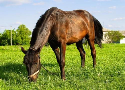 What are some animals that eat grass?