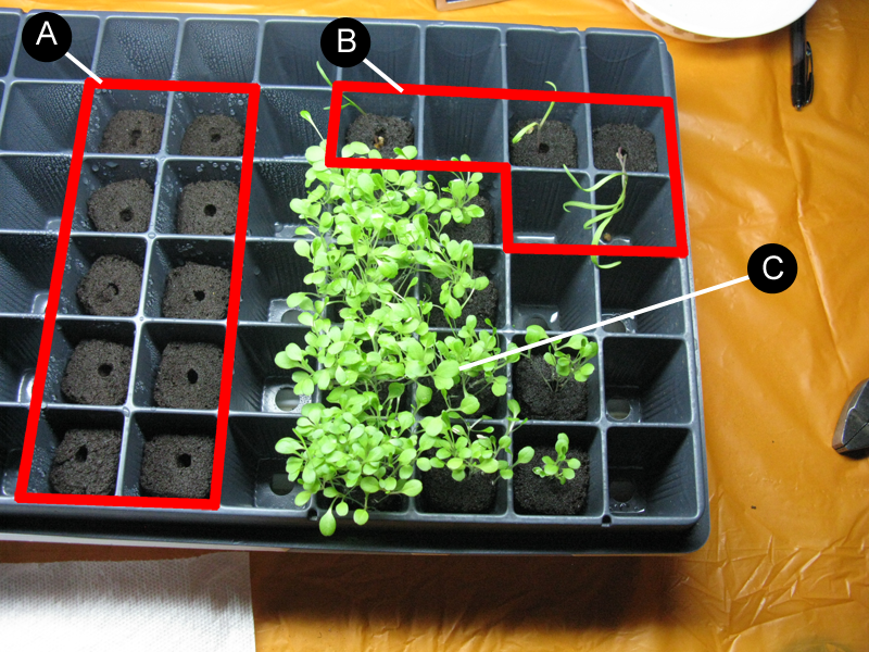 My Green Blender Blog Spinach Germination Problems