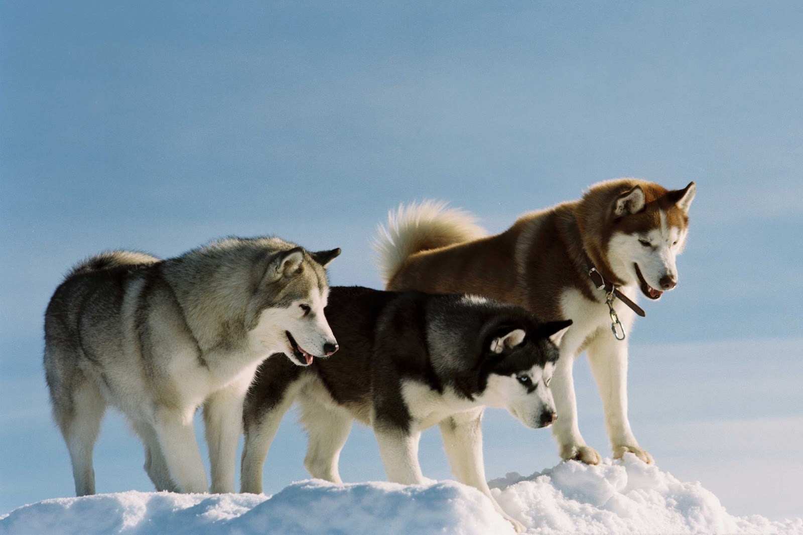 Siberian Husky Snow Dogs HD Wallpapers | HD Wallpapers (High Definition