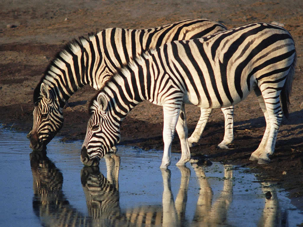 Hd Zebra Wallpapers