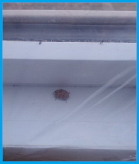 ladybug crawling around between the plastic and the window