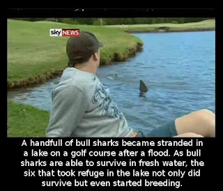 Did You Know That A Handfull Of Bull Sharks Became Stranded In A Lake