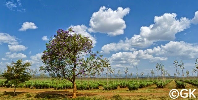 Sisal-Agave (Agave sisalana), eine bedeutende Faserpflanze.