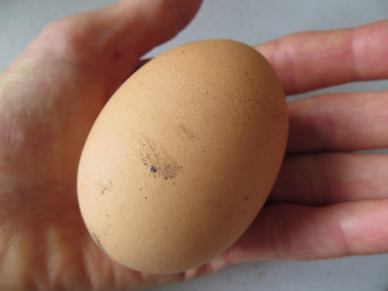 Keeping Chickens NZ A little operation on a messy chicken bottom