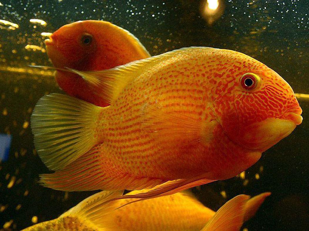 Severum Fish MY PETS