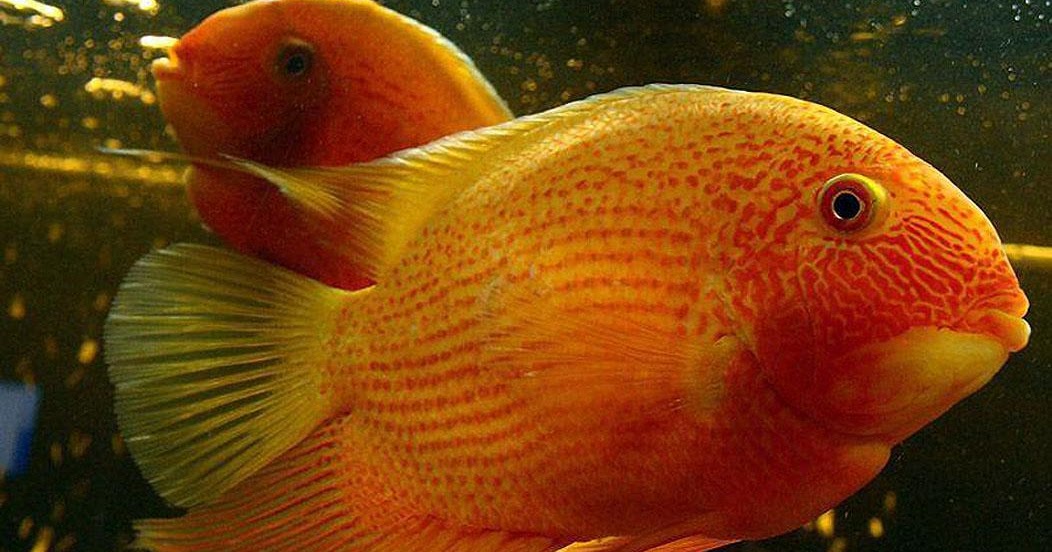 Severum Fish MY PETS
