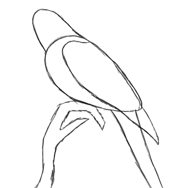 how to draw a parrot