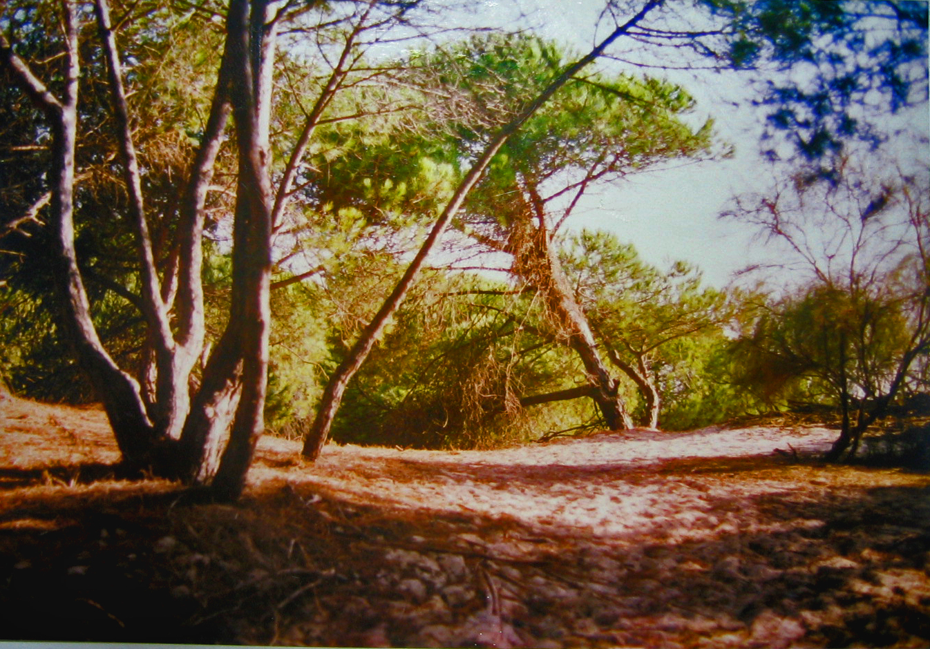 PINTURA Y FOTOGRAFIA R.VICENT 