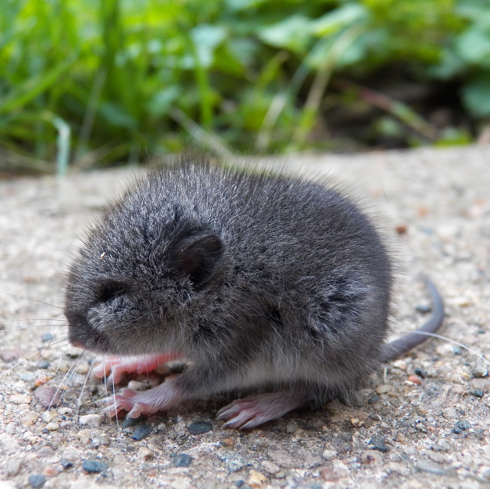 NATURE NOTES June 2015