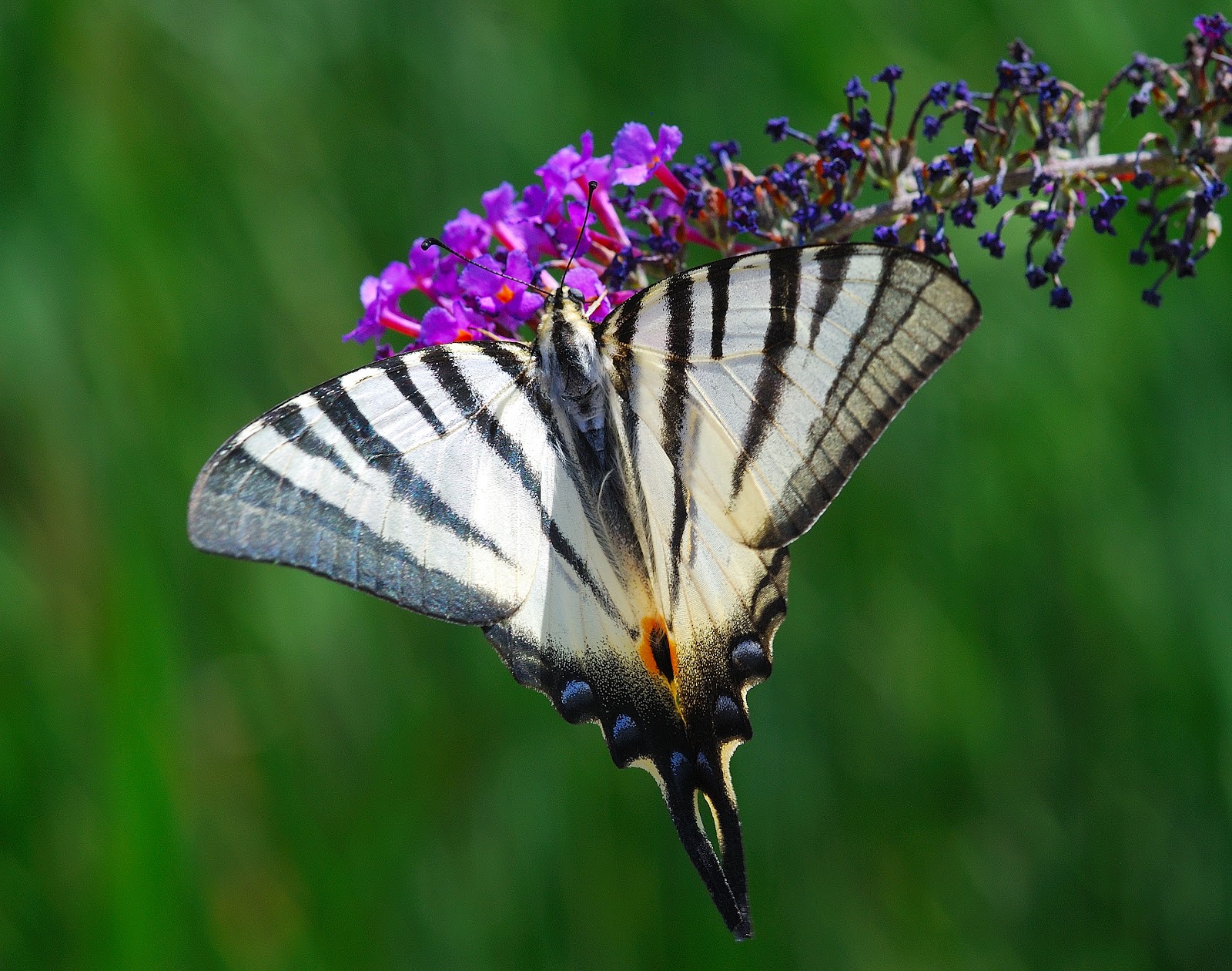 Butterfly Islands Not So Scarce Swallowtail
