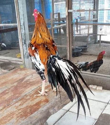ayam VIP yang indah di thailand | AYAM ADUAN BANGKOK ADU AYAM BANGKOK