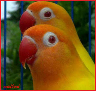 Lovebird Mata Merah