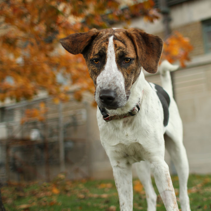 Boxer Pointer Mix