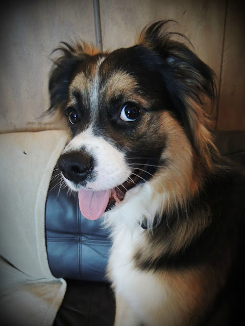 See more Dogs http://cutepuppyanddog.blogspot.com/