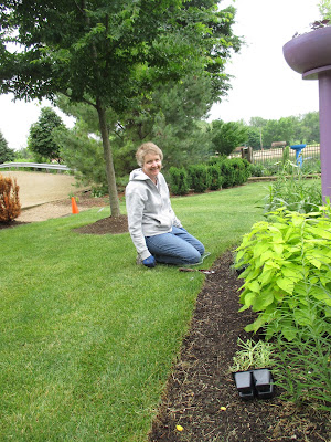 9 Best Plants For Greenscreen Images Plants Plant Catalogs