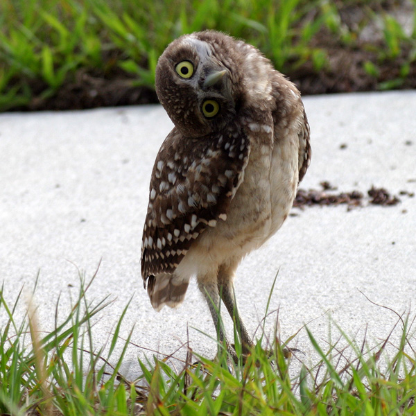 [Image: burrowing+owl+smallest+species+of+owl+23.jpg]