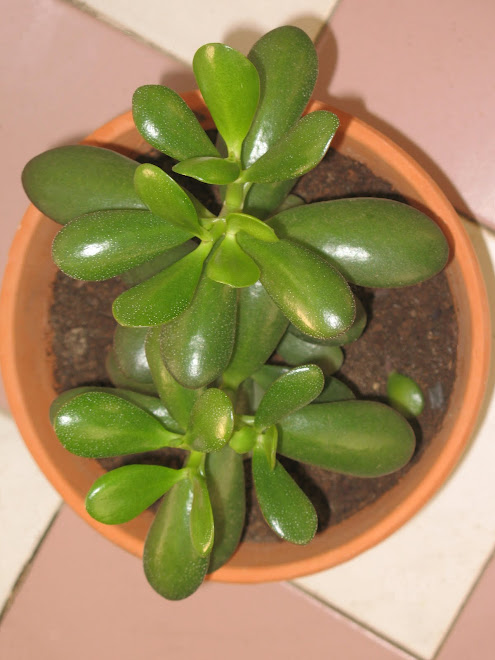 Crassula ovata