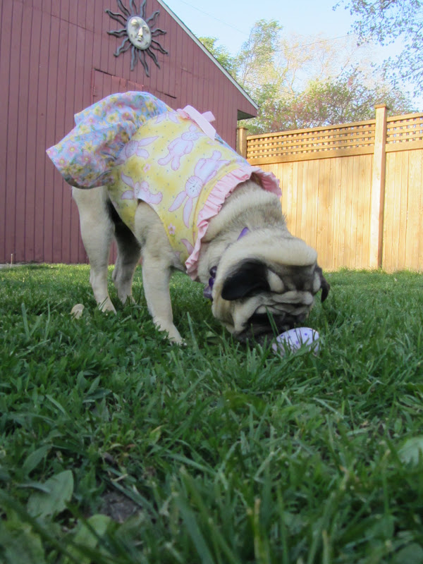 A Day in the Life of Pugs: Easter Day .. Part One