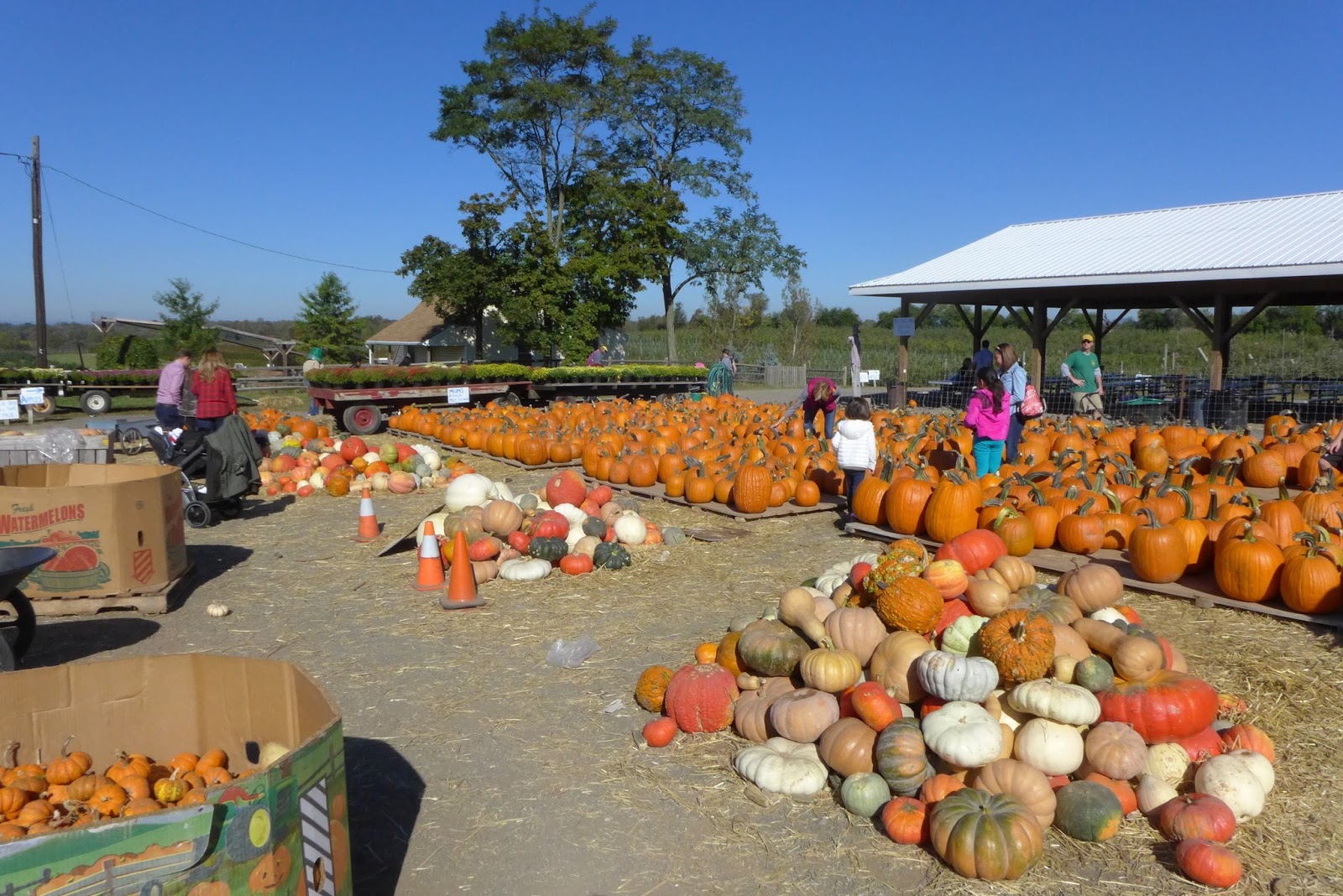 Local Ecologist Field Trip Apple picking at Homestead Farm