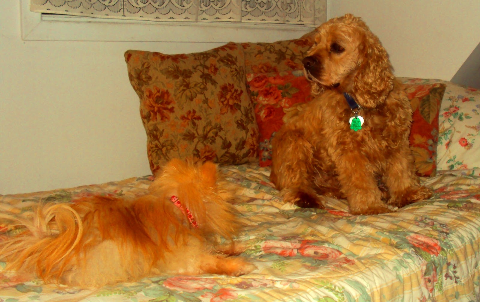 Ottawa Valley Dog Whisperer YOUR DOG, YOUR COUCH