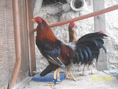 Este Precioso Ejemplar Mexicano Nacido Juarez Chihuahua Este Precioso Ejemplar Mexicano Nacido Juarez Chihuahua