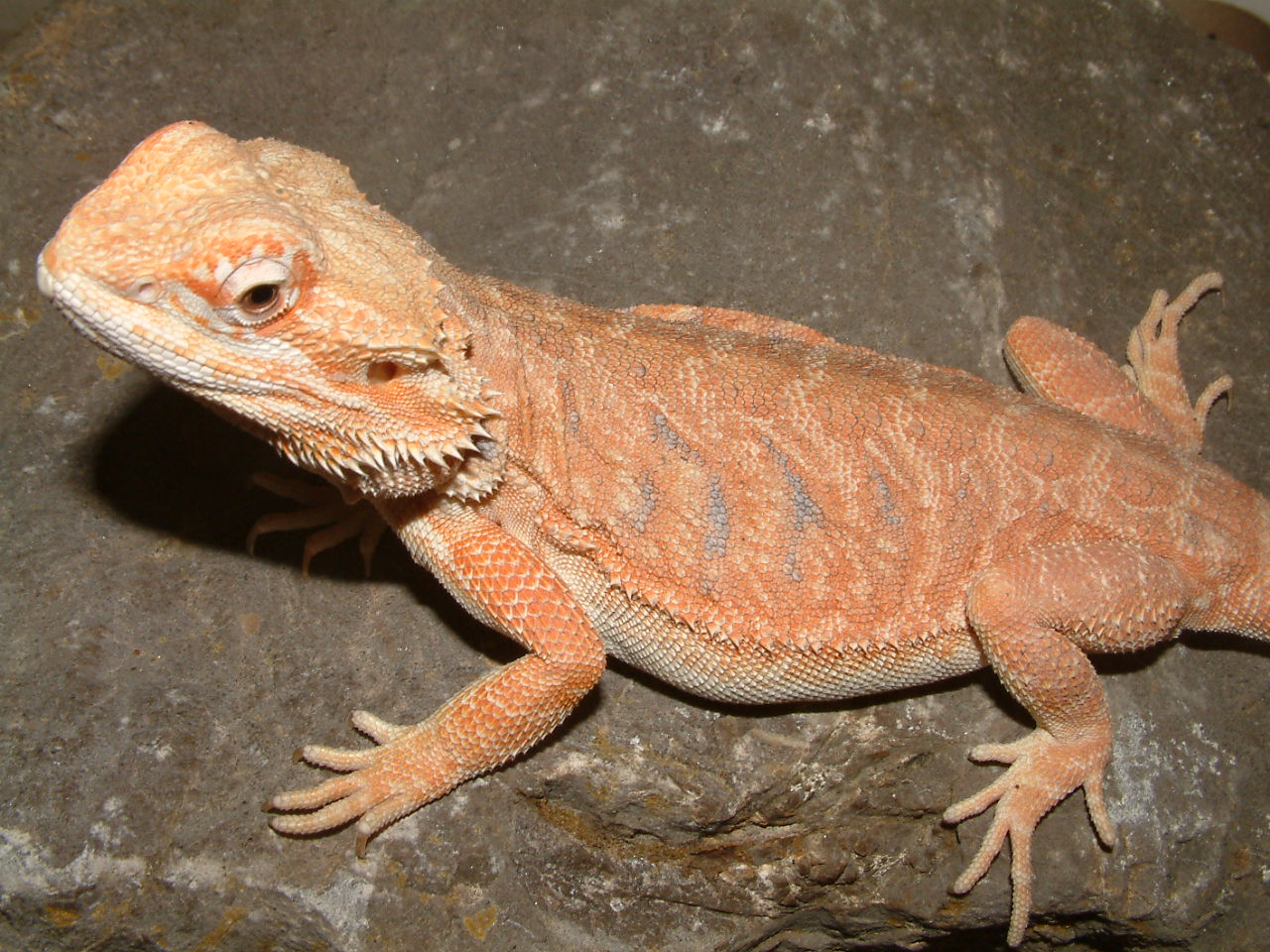 orange-bearded-dragon-peaches.jpg
