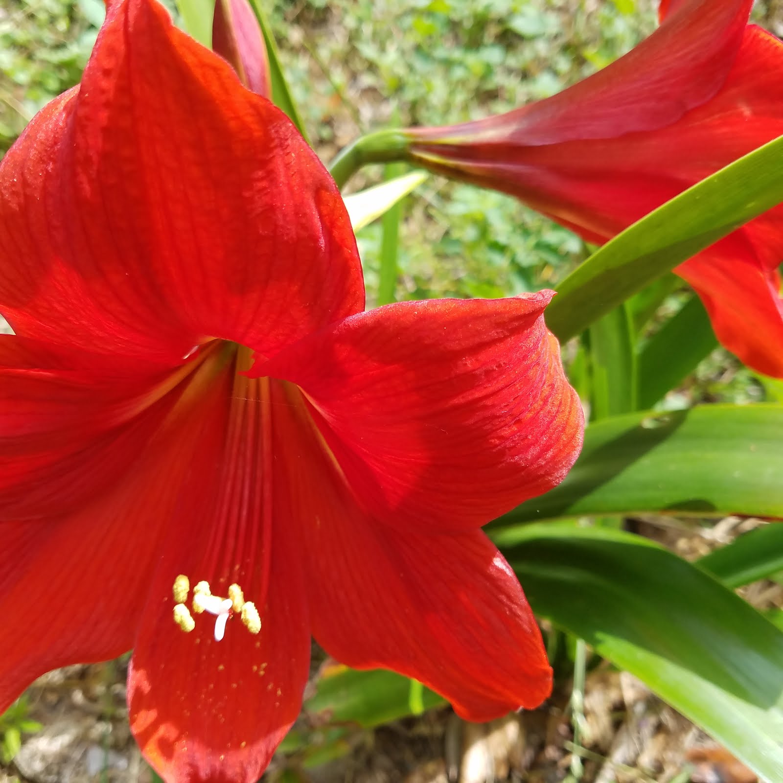 Garden Lovelies