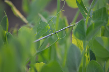 Pea tendrils