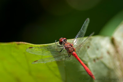 Libelula-Dragonfly-Anisoptera-Großlibellen