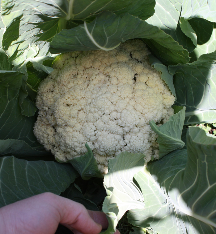 Temperate Climate Permaculture Cauliflower Leaves are Edible!