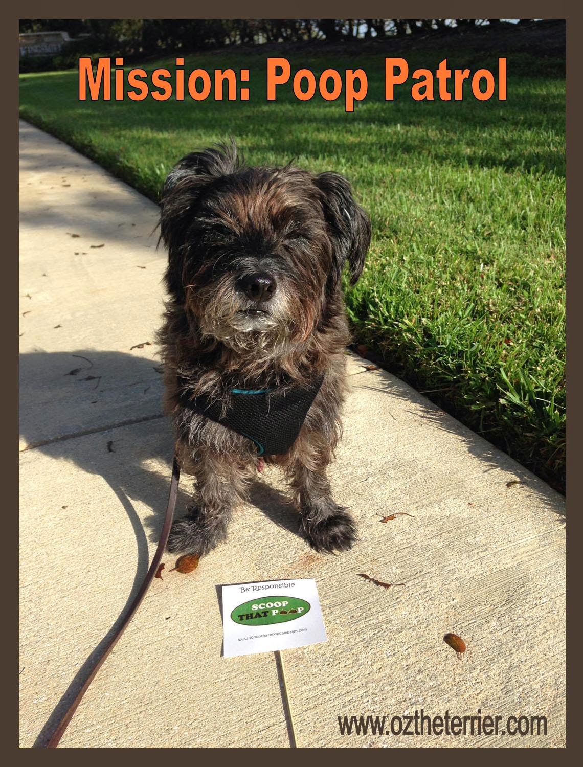 ScoopThatPoop Mission Poop Patrol Oz the Terrier Lifestyle Dog Blog