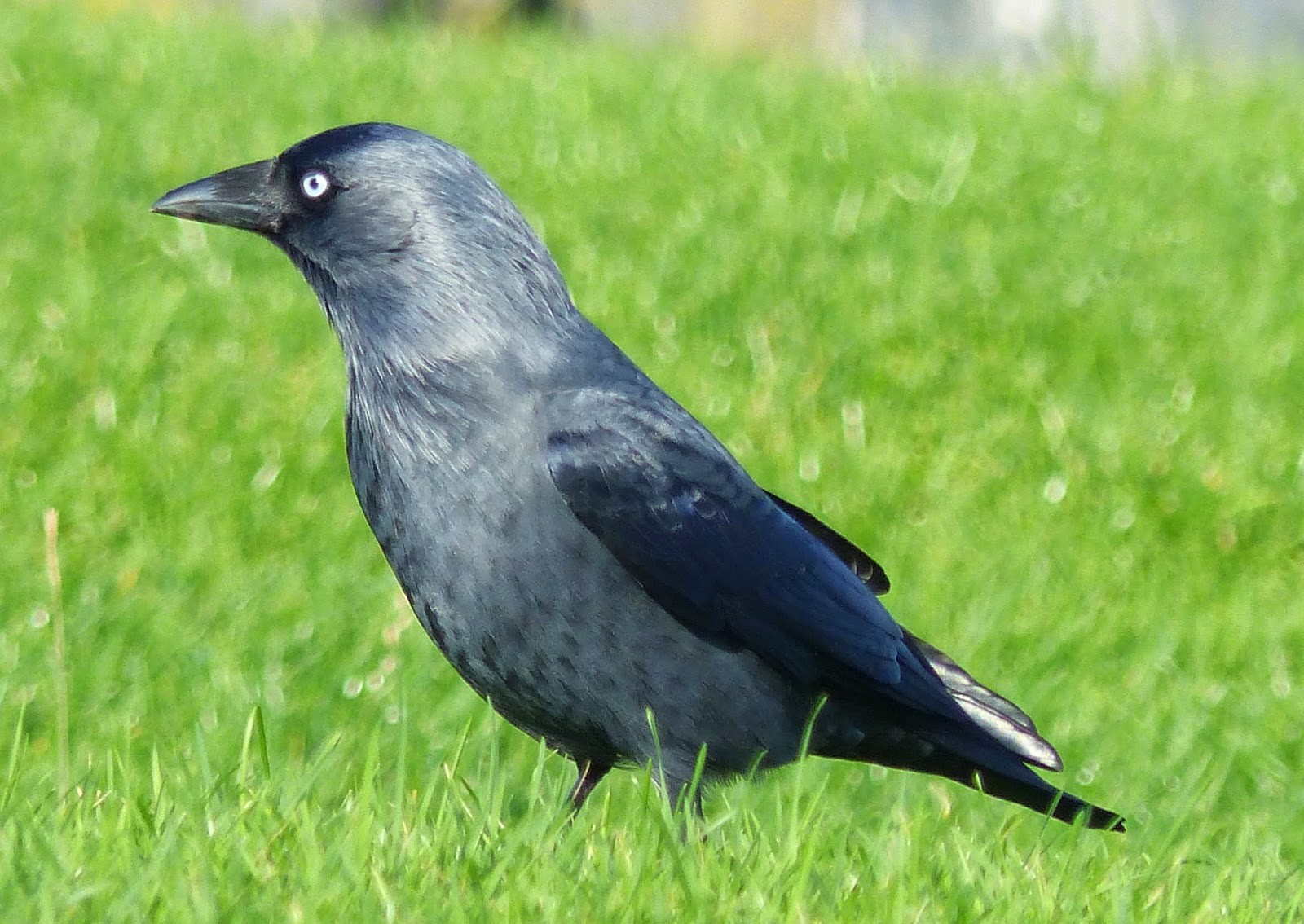 Birding For Pleasure WILD BIRD WEDNESDAY Jackdaw
