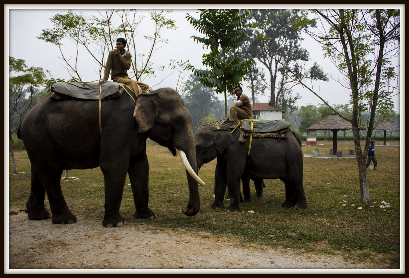 The Traveller Gorumara (Dhupjhora), a day with the elephants