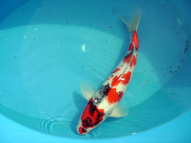 koi-pond-equipment-south-africa/filtration-system.jpg