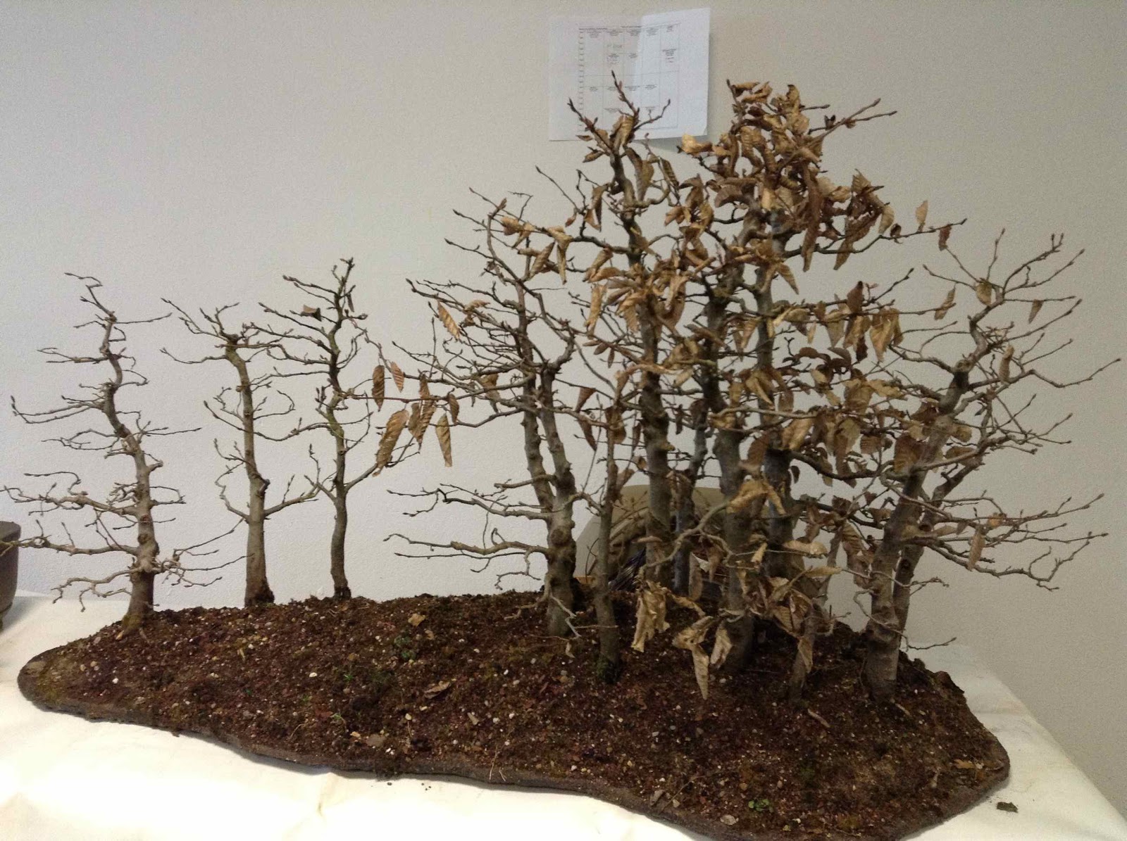 Différemment Atelier bonsai