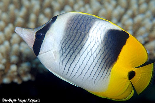 Pacific Double-Saddle Butterflyfish (Chaetodon Ulietensis)
