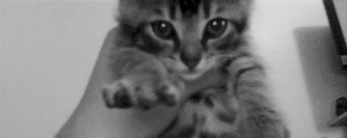 Gatto assonnato