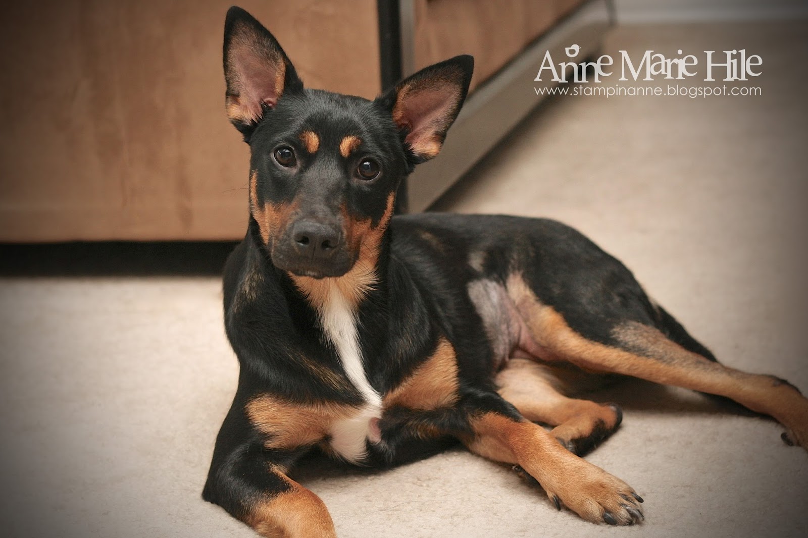 Stampin' Anne: August 2013