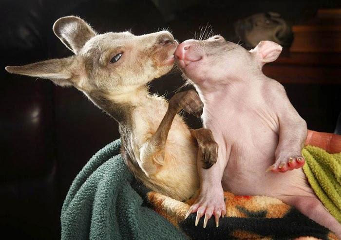 #17 Baby Kangaroo And Wombat - Unusual Animal Friendships That Are Absolutely Adorable! #17 Baby Kangaroo And Wombat - Unusual Animal Friendships That Are Absolutely Adorable!