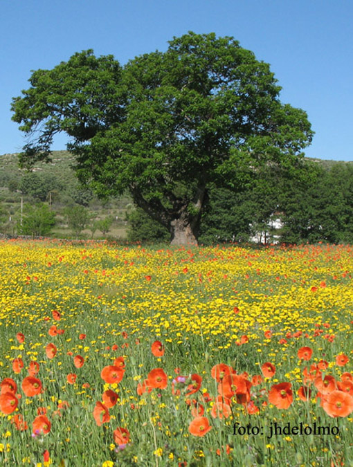 Entorno, prado con amapolas