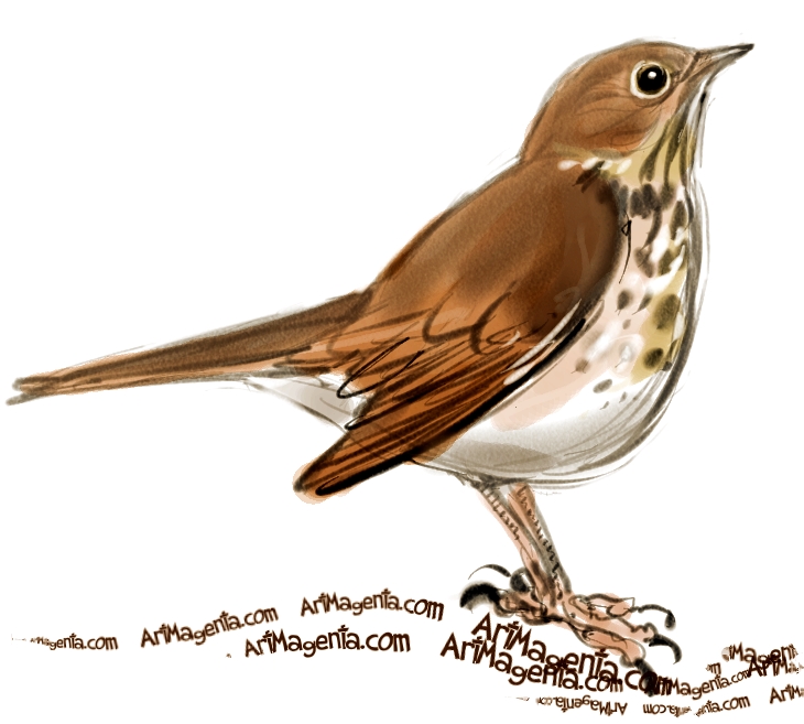 Birds: Hermit Thrush