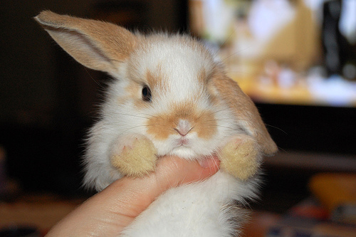 cute bunny pictures, bunny pictures, adorable bunny pictures, cute bunnies