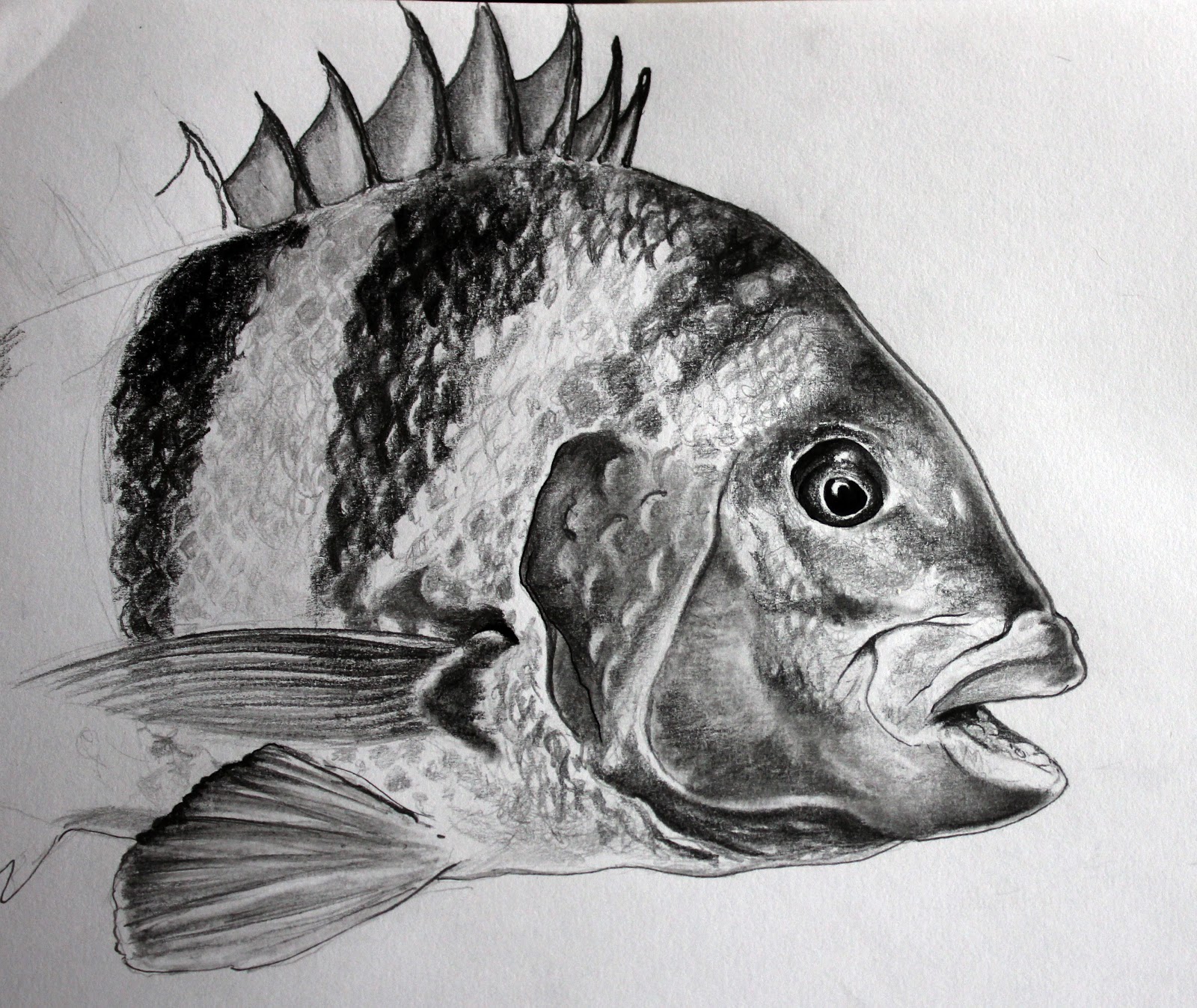 fish sketch fish sketch