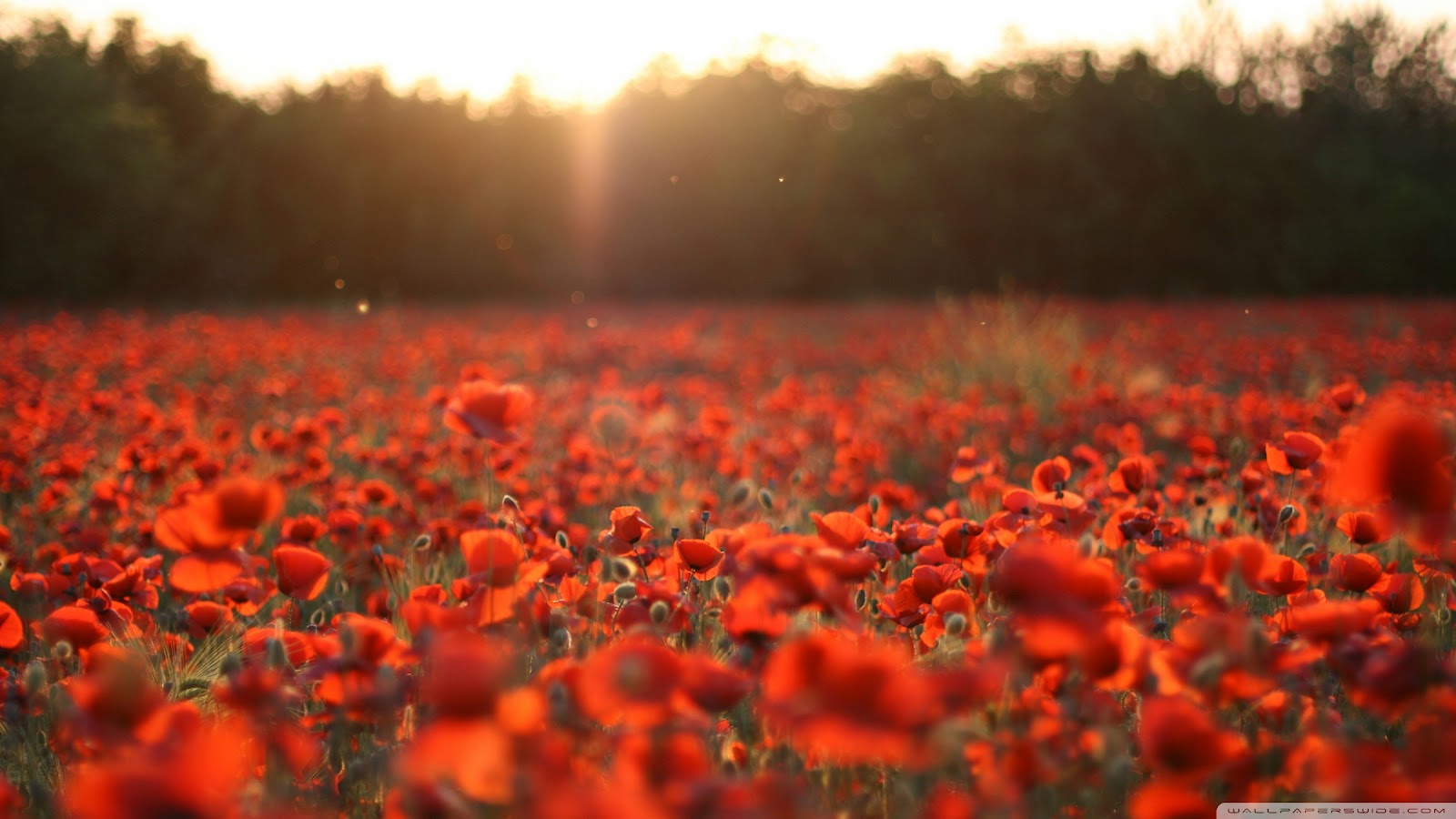 http://1.bp.blogspot.com/-kkYfjyOG_xU/T6wsOcNFh0I/AAAAAAAAAWI/qZqi2K3trKM/s1600/poppies_meadow-wallpaper-2400x1350.jpg