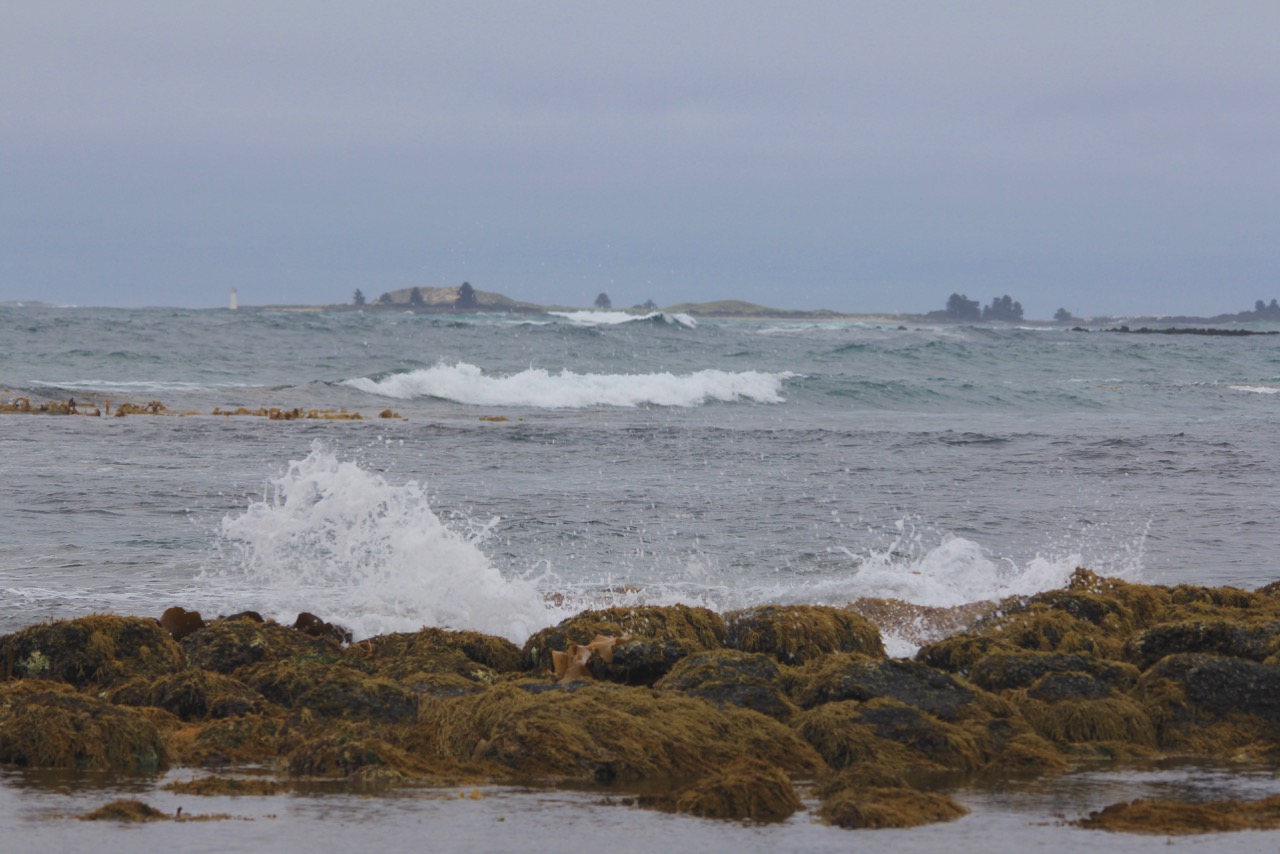 Pete's Flap Birding Aus Birding Killarney Beach
