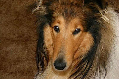 annie's birthday party annie's birthday party