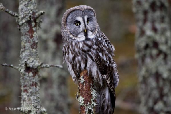5 the worlds largest owl uniq worlds great grey owl size